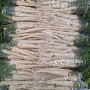 Persun koren i pastrnak