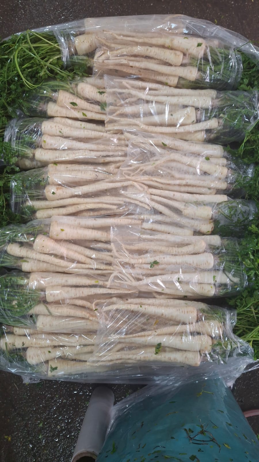 Persun koren i pastrnak